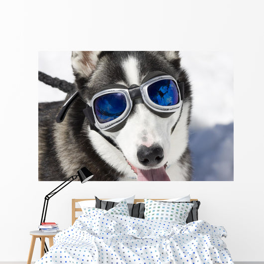 Husky Wearing Sunglasses Protection Wall Decal