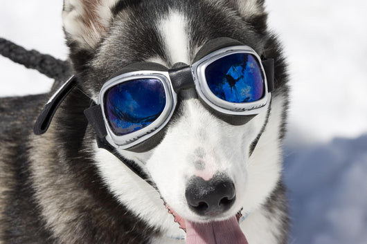 Husky Wearing Sunglasses Protection Wall Decal