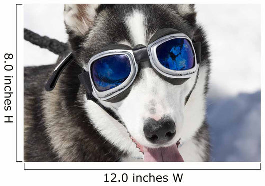 Husky Wearing Sunglasses Protection Wall Decal
