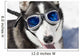 Husky Wearing Sunglasses Protection Wall Decal