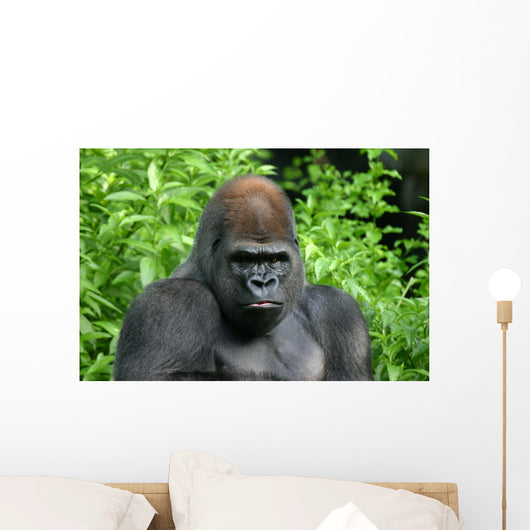 Gorilla Wall Decal