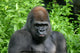 Gorilla Wall Decal