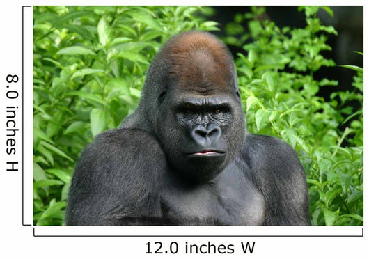 Gorilla Wall Decal
