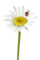 Ladybug Daisy Wall Decal