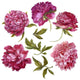 Watercolor Dark Pink Peonies Wall Decal Sticker Set