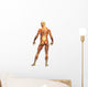 Human Body Muscle Male Wall Decal