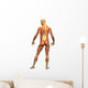 Human Body Muscle Male Wall Decal
