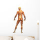 Human Body Muscle Male Wall Decal