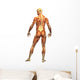Human Body Muscle Male Wall Decal