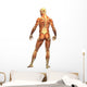 Human Body Muscle Male Wall Decal