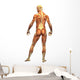 Human Body Muscle Male Wall Decal