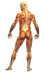 Human Body Muscle Male Wall Decal