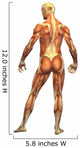 Human Body Muscle Male Wall Decal