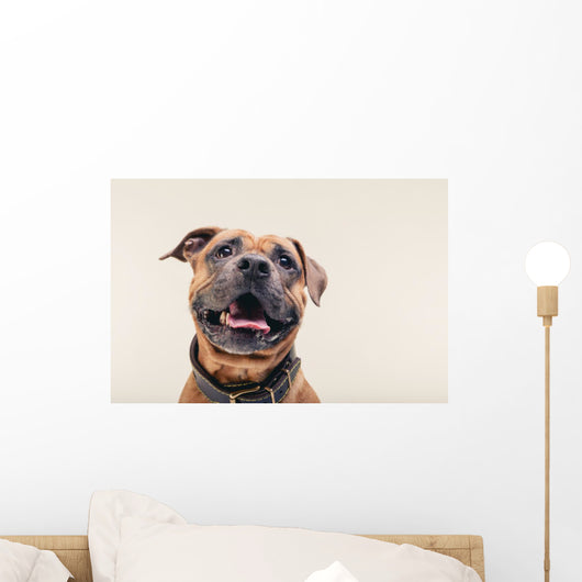Bulldogge Portrait Wall Decal