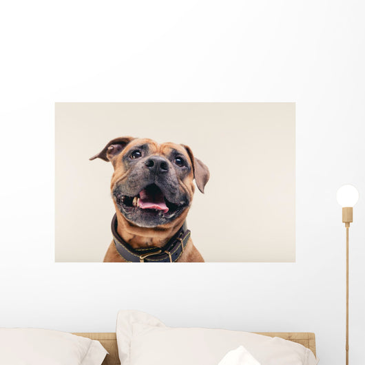Bulldogge Portrait Wall Decal