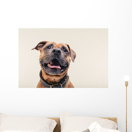 Bulldogge Portrait Wall Decal