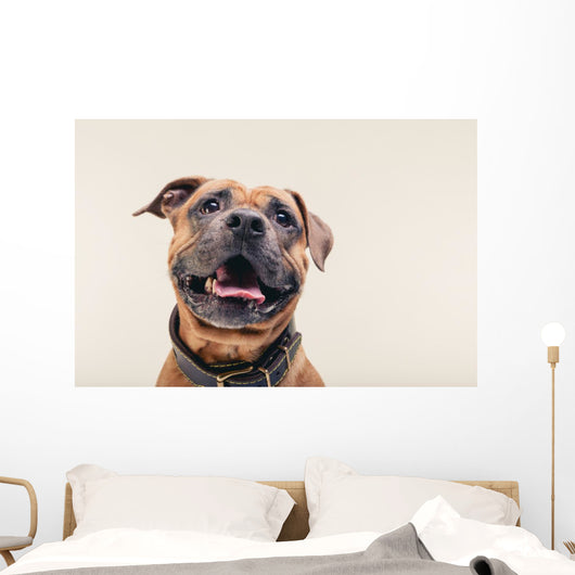 Bulldogge Portrait Wall Decal