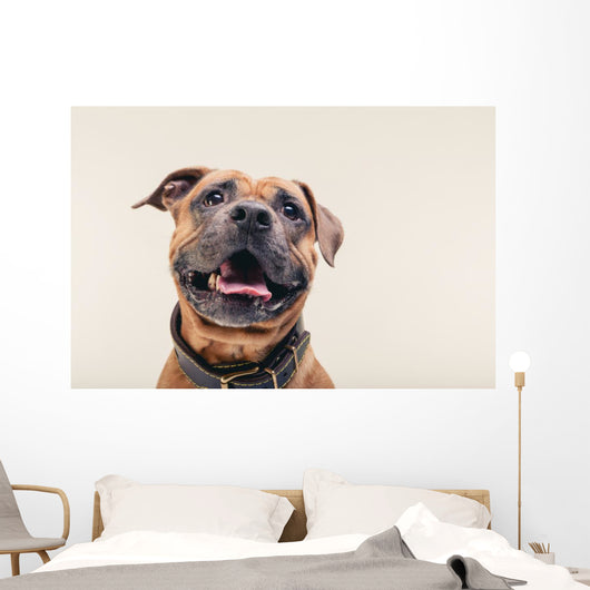 Bulldogge Portrait Wall Decal