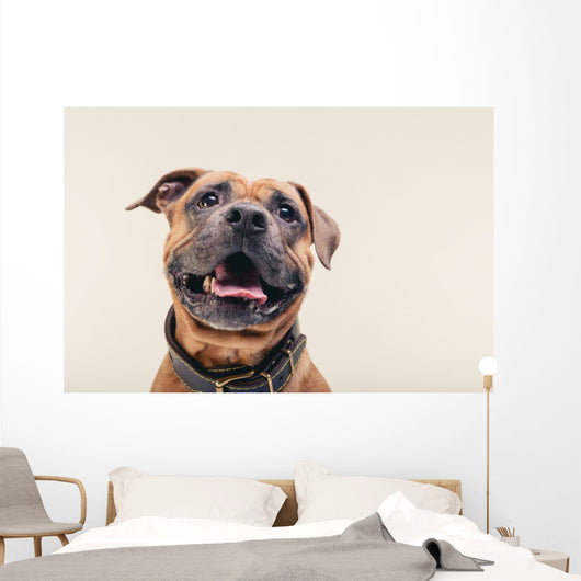 Bulldogge Portrait Wall Decal