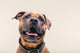 Bulldogge Portrait Wall Decal