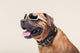 Bulldogge with Cool Shades Portrait Wall Decal