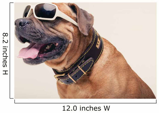 Bulldogge with Cool Shades Portrait Wall Decal