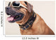 Bulldogge with Cool Shades Portrait Wall Decal