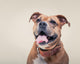 Smiling Bulldogge Portrait Wall Decal