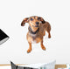 Scared Looking Dachshund Mixed Wall Decal