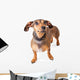 Scared Looking Dachshund Mixed Wall Decal