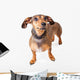 Scared Looking Dachshund Mixed Wall Decal
