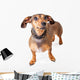 Scared Looking Dachshund Mixed Wall Decal