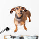 Scared Looking Dachshund Mixed Wall Decal
