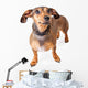 Scared Looking Dachshund Mixed Wall Decal