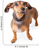 Scared Looking Dachshund Mixed Wall Decal