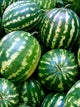Watermelons Wall Decal