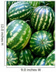 Watermelons Wall Decal