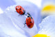 Flower Petal with Ladybug Wall Decal