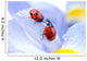 Flower Petal with Ladybug Wall Decal