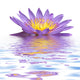 Purple Reflected Lotus Flower Wall Decal
