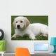 Golden Retriever Puppy Laying Down Wall Decal