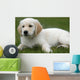 Golden Retriever Puppy Laying Down Wall Decal