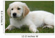 Golden Retriever Puppy Laying Down Wall Decal