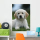Golden Retriever Puppy Wall Decal