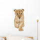Lion Cub Walking Towards Camera Wall Decal