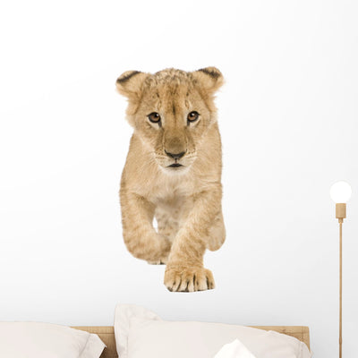 Lion Cub Walking Towards Camera Wall Decal shown on a wall
