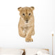 Lion Cub Walking Towards Camera Wall Decal