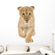 Lion Cub Walking Towards Camera Wall Decal