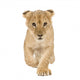 Lion Cub Walking Towards Camera Wall Decal