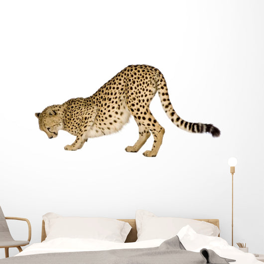 Cheetah Front White Wall Decal